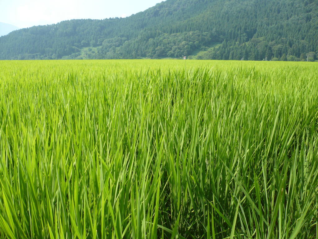 野沢御宿 外观 照片
